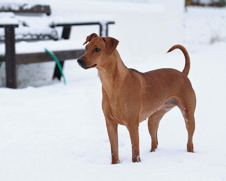 brown german pinscher