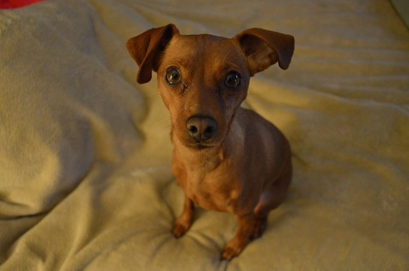 brown miniature pinscher