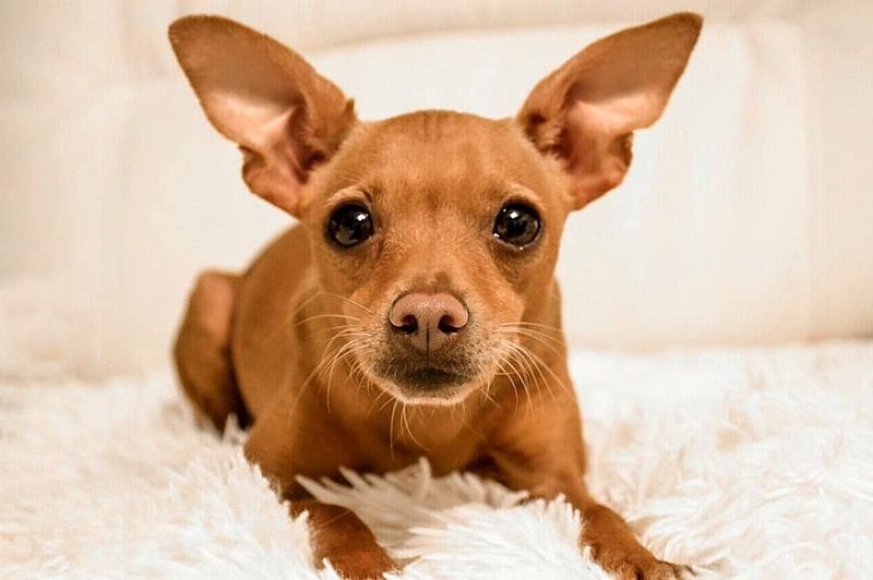 brown miniature pinscher