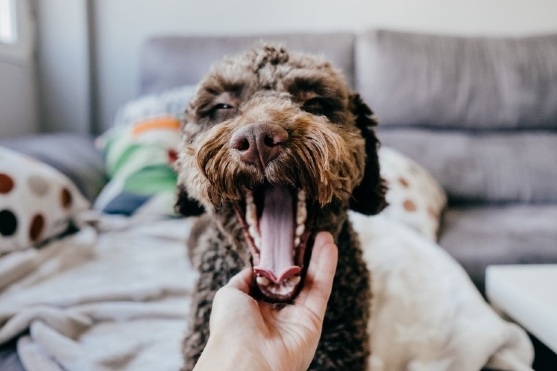 con chó Tây Ban Nha màu nâu mở miệng lớn