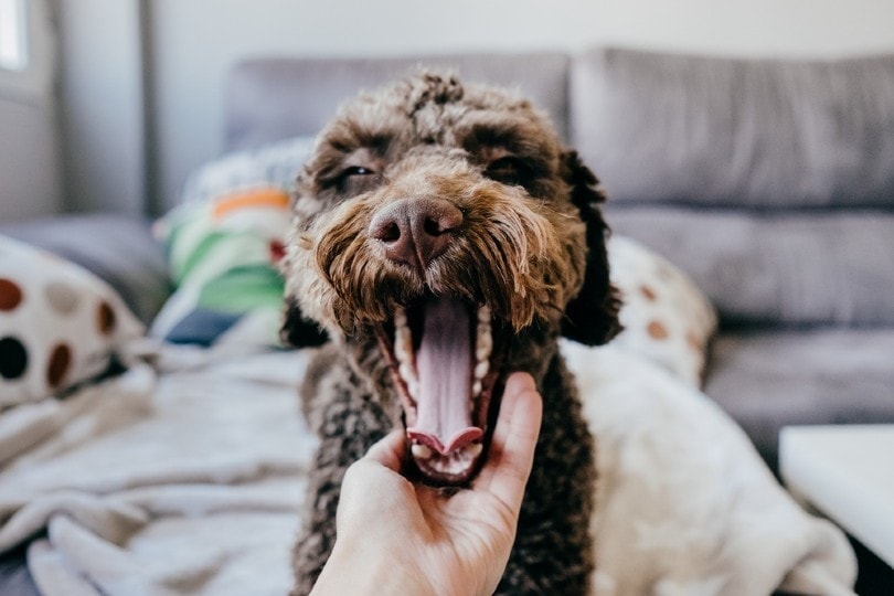 brown spanish dog opening her big mouth