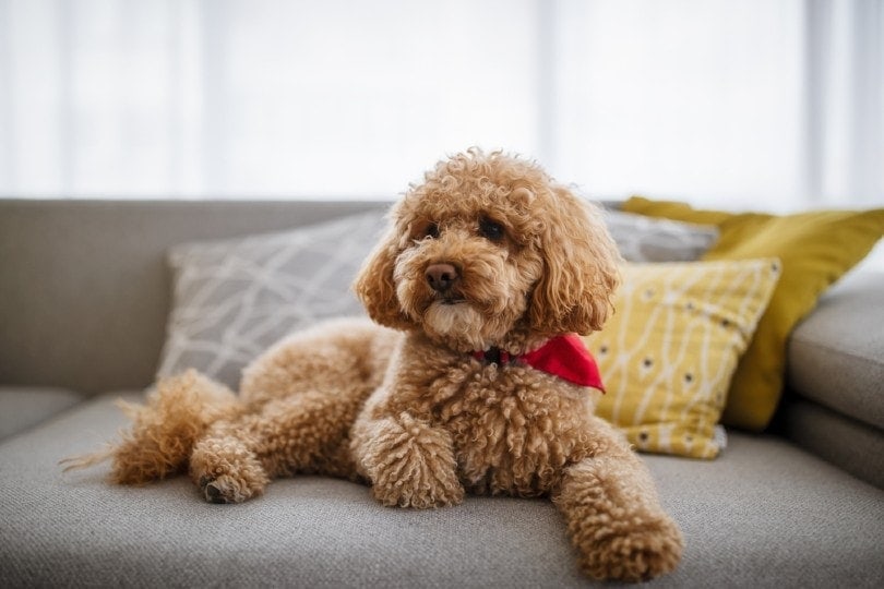 Toy poodle size best sale cm