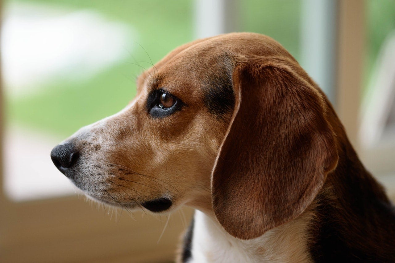 close up photo of beagle