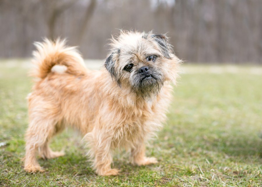 Brug (Brussels Griffon & Pug Mix): Info, Pictures, Facts | Hepper