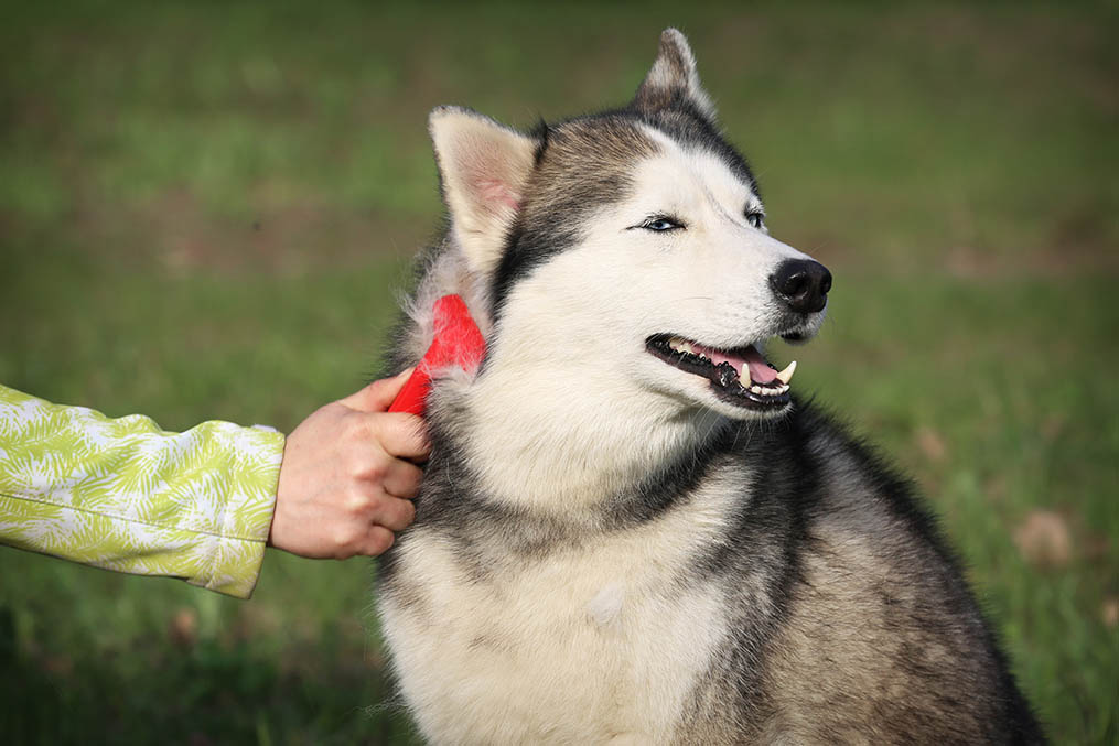 brushing a husky