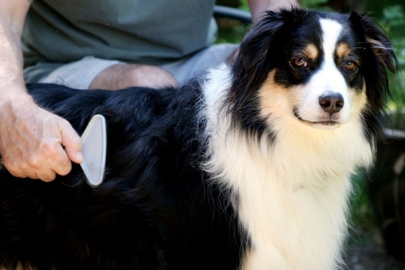 brushing australian shepherd dog