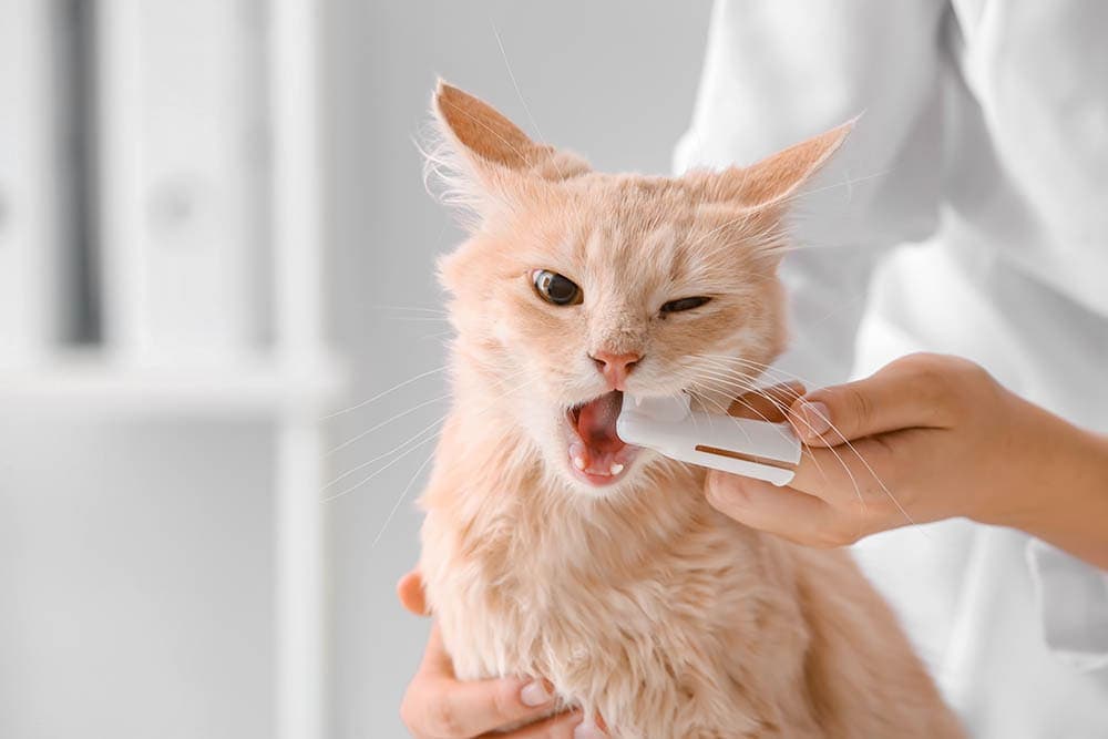 brushing cat teeth