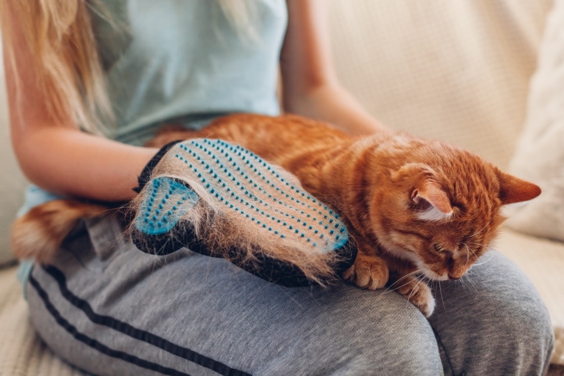 brushing cat with gloves