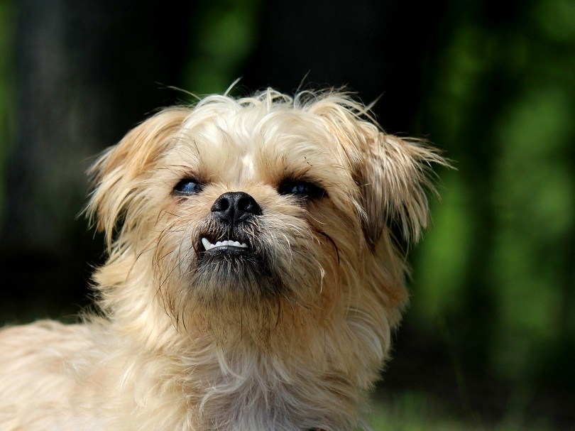 Brussels Griffon: Dog Breed Info, Pictures & Facts | Hepper