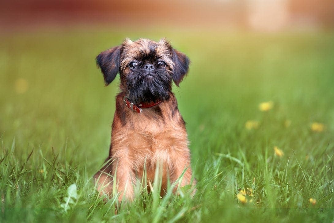 What dog breed has a beard?