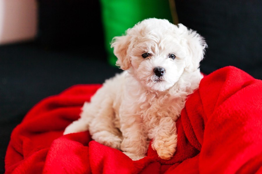bichon frise puppy