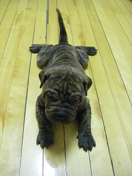 bull-pei puppy