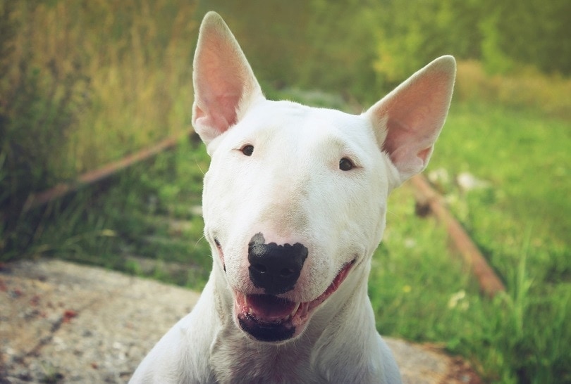 bull terrier face