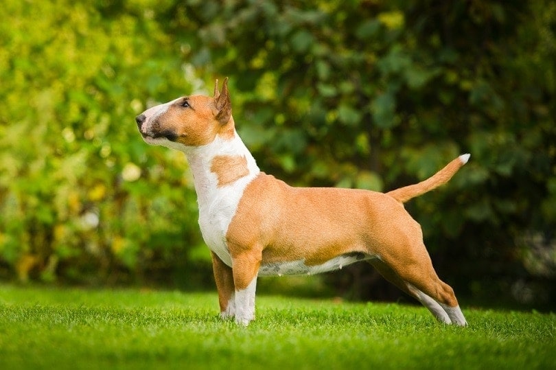 bull terrier standing on grass