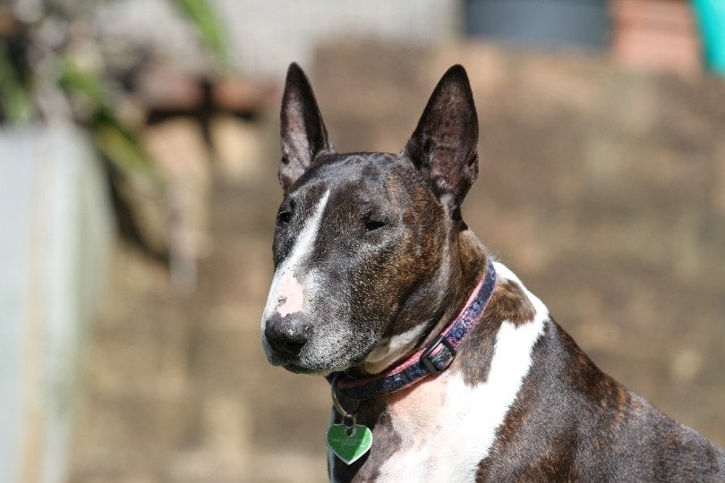 bull terrier with heart collar