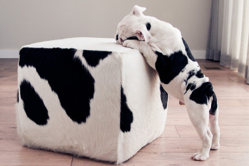 bulldog licking furniture