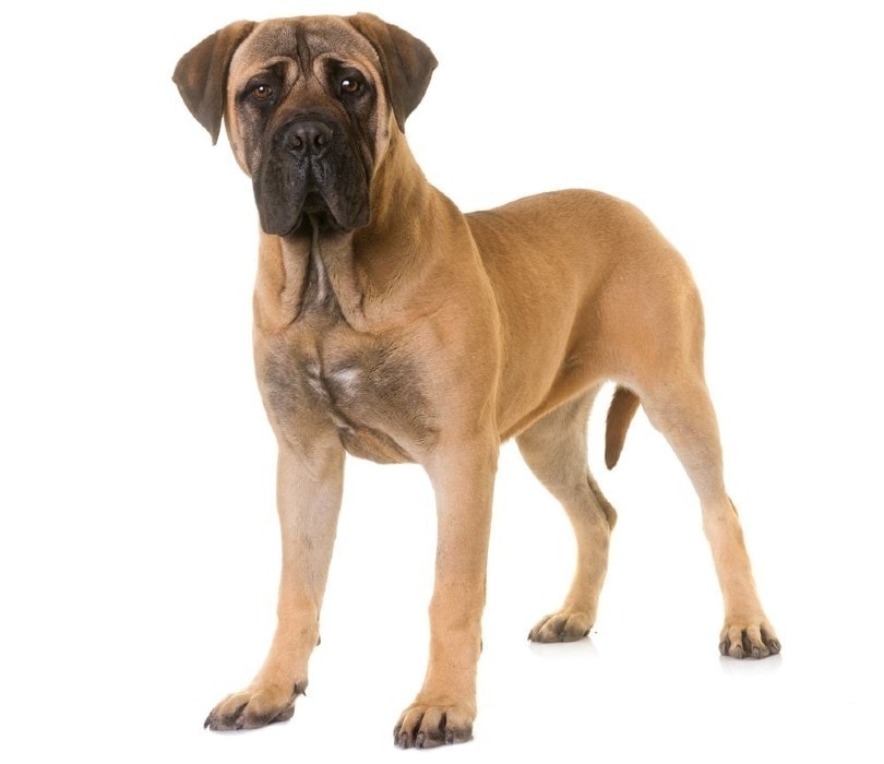Bullmastiff cost deals