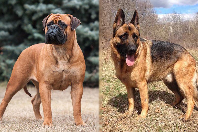 bullmastiff and german shepherd