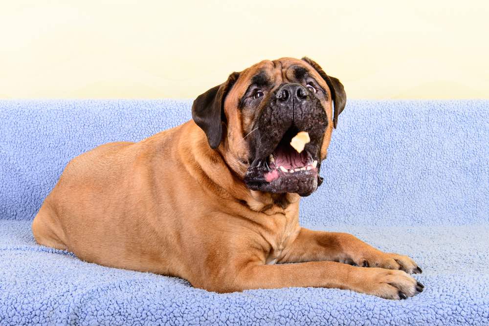 bullmastiff catching food and eating