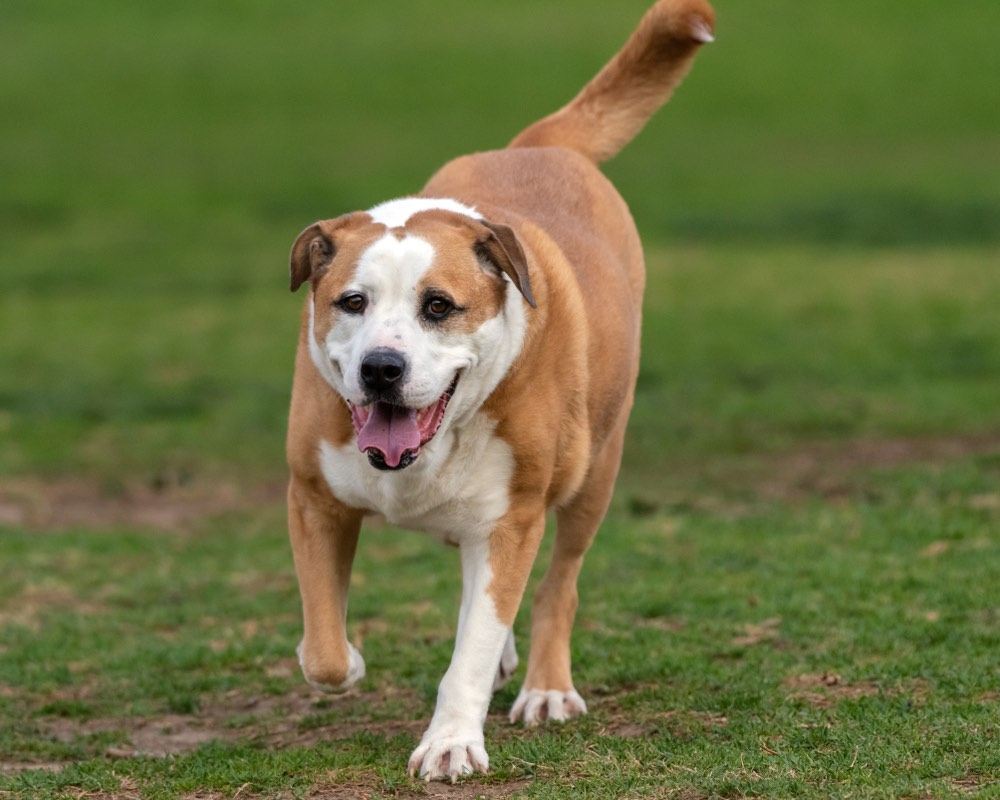 bully basset running