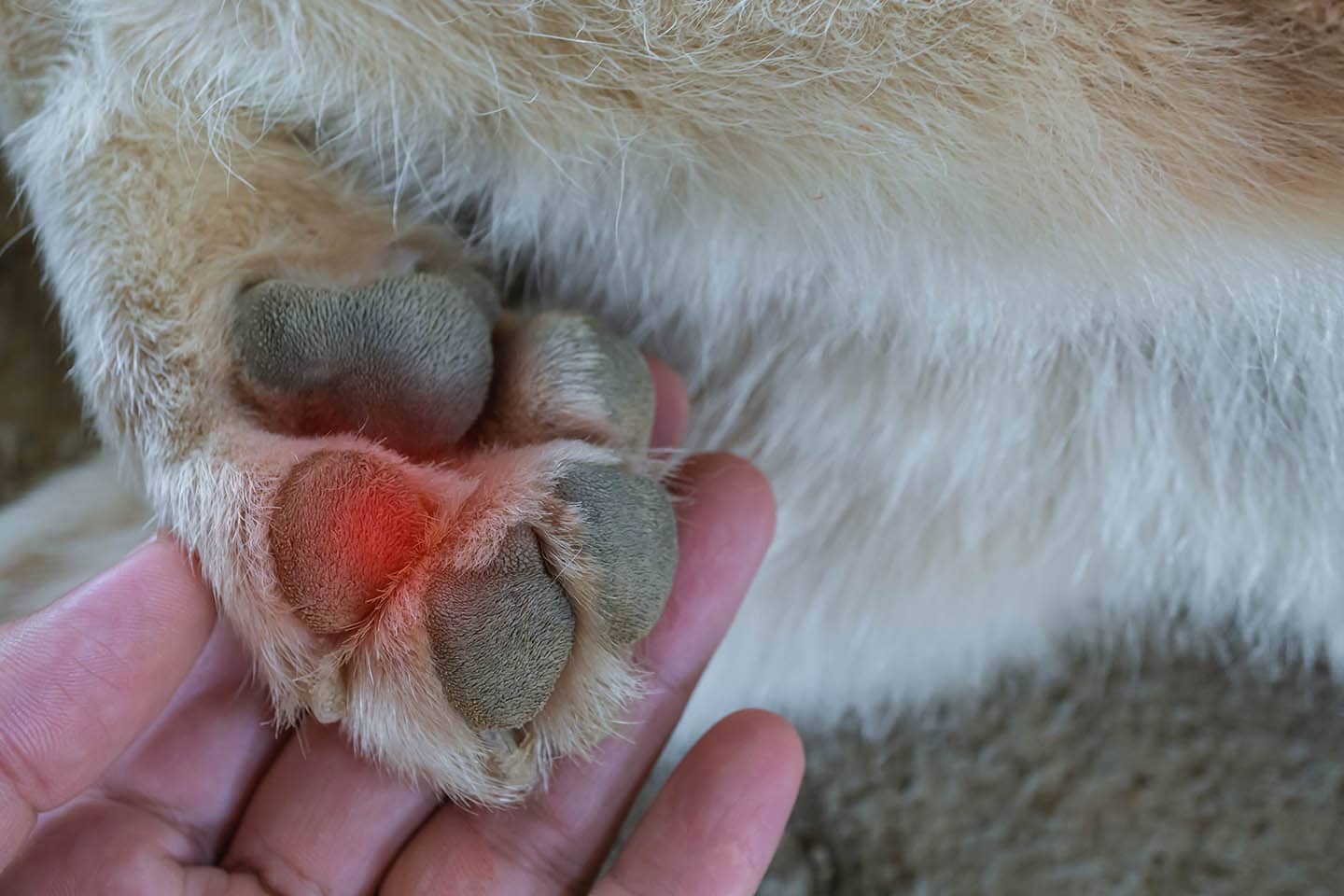 how do i clean my dogs infected paws