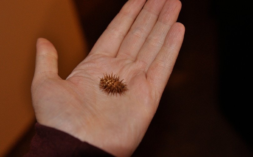 burr on hand