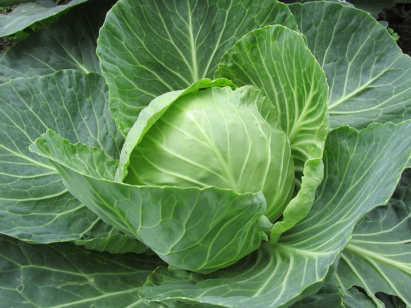 Is raw cabbage discount good for dogs
