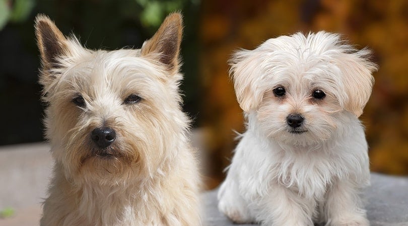 jeg er sulten pas Outlook Cairn Terrier & Maltese Mix (Cairmal): Info, Pictures, Characteristics &  Facts | Hepper