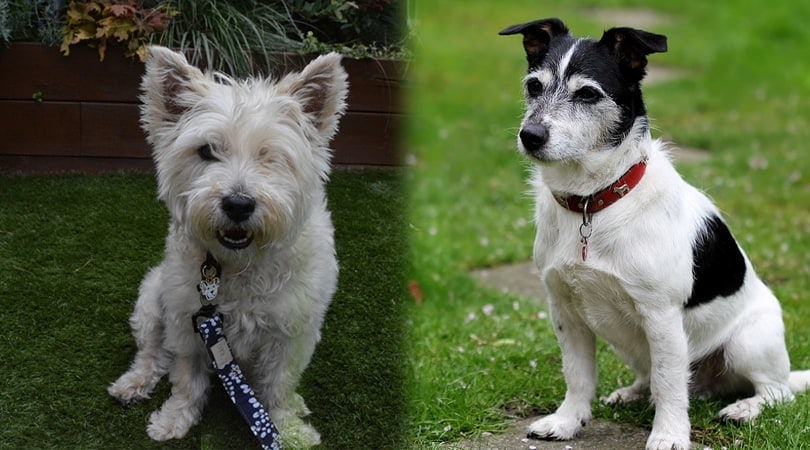 Cairn Terrier Jack Russell Mix (JaCairn): & | Hepper