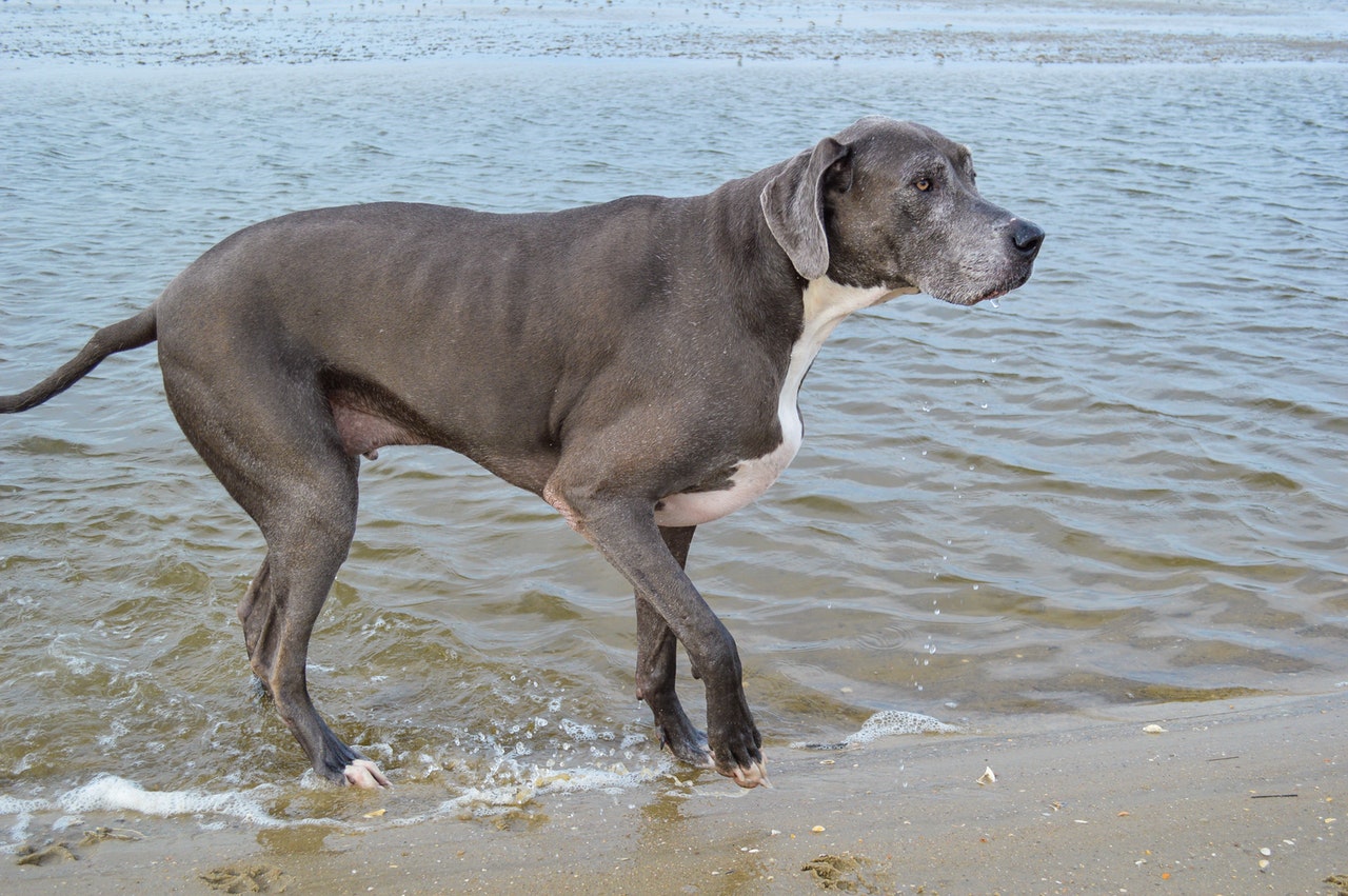 great dane in the sea shore