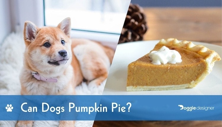 Can Dogs Eat Pumpkin Pie Is It Safe For Dogs Hepper