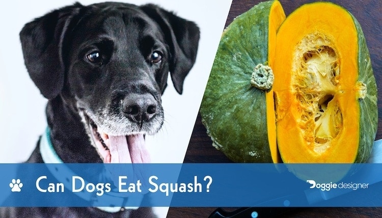 can dogs eat butternut squash?