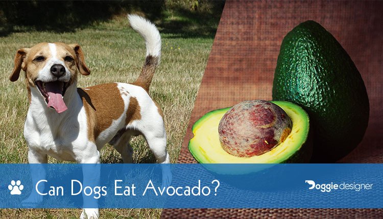 avocado for dogs