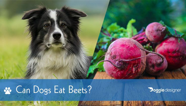 beets for dogs