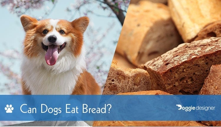 dogs eat wheat bread