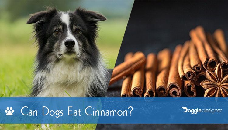 21 Can Dogs Have Cinnamon And Nutmeg