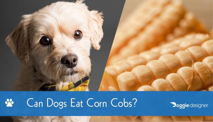 corn on the cob bad for dogs