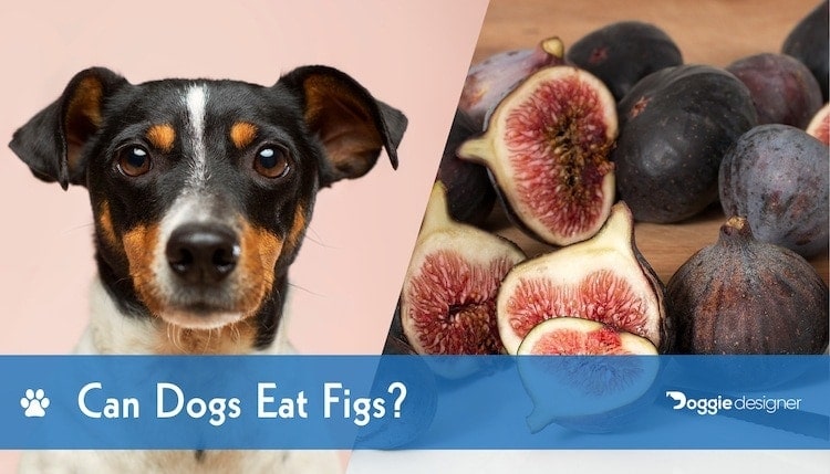 Can Dogs Eat Figs Are They Safe For Dogs Hepper
