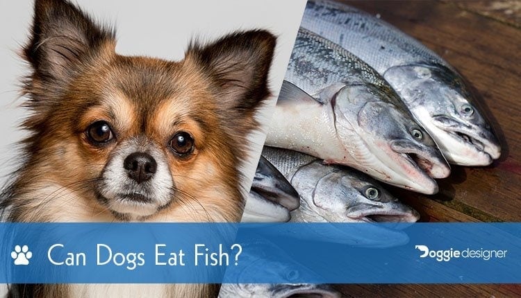 fish safe for dogs