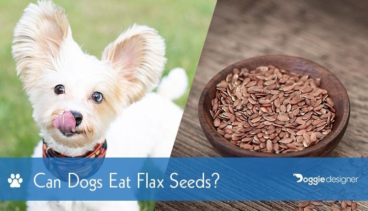 Can Dogs Eat Flax Seeds Are Flax Seeds Safe For Dogs Hepper
