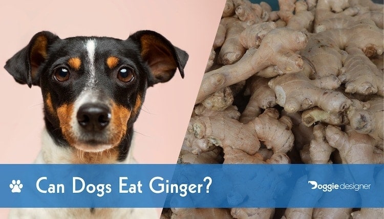 dogs eat ginger snaps