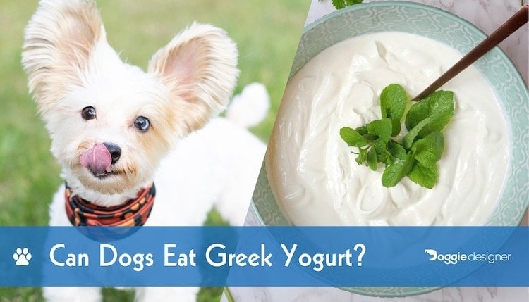 is yoghurt bad for dogs