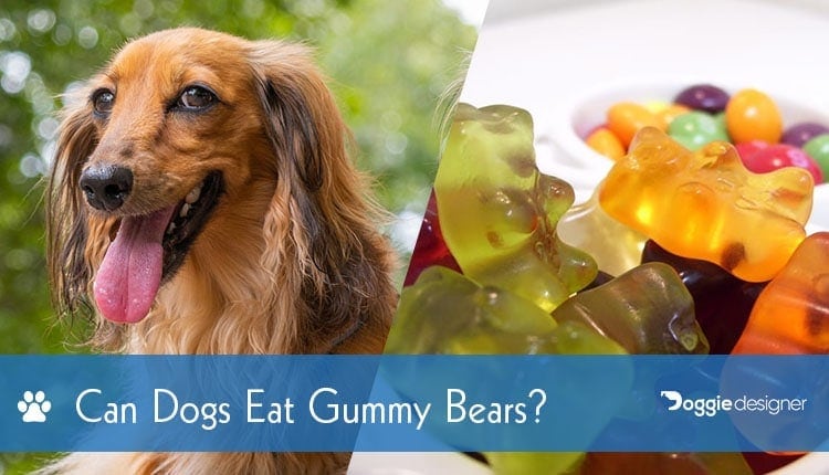 Can Dogs Eat Gummy Bears Are Gummy Bears Safe For Dogs Hepper
