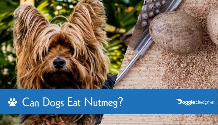Can Dogs Eat Nutmeg What You Need To Know Hepper