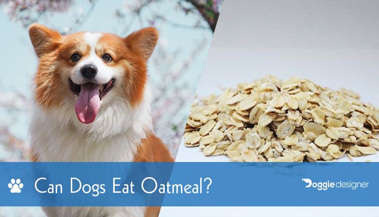 dogs eat oatmeal