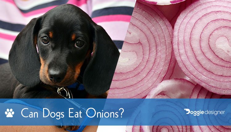 dogs onions