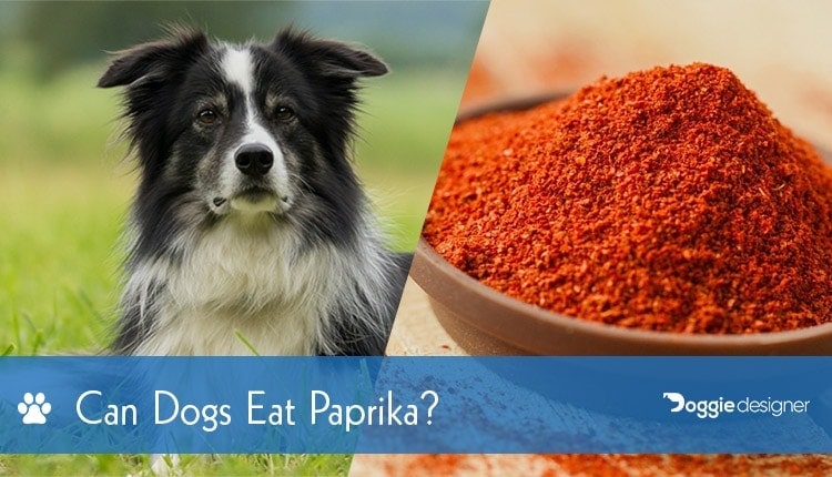 Can Dogs Eat Paprika What You Need To Know Hepper