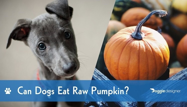 is pumpkin toxic for dogs