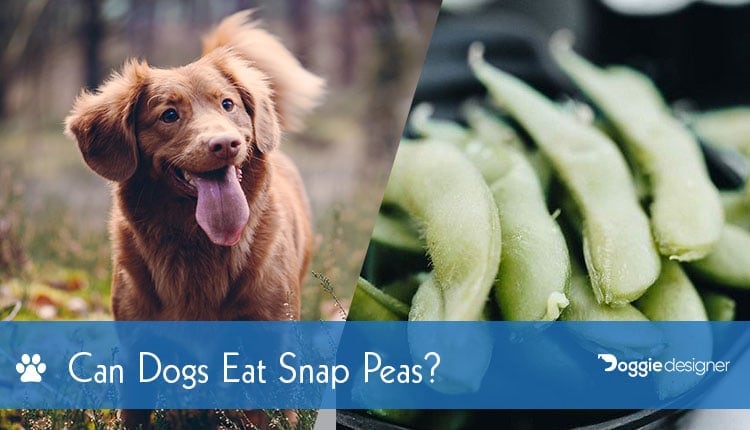Can dogs have sweat peas