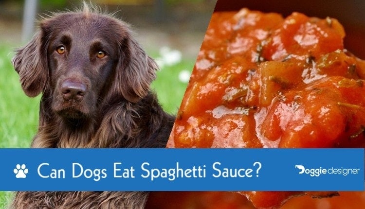 Can Dogs Eat Spaghetti Sauce What You Need To Know Hepper
